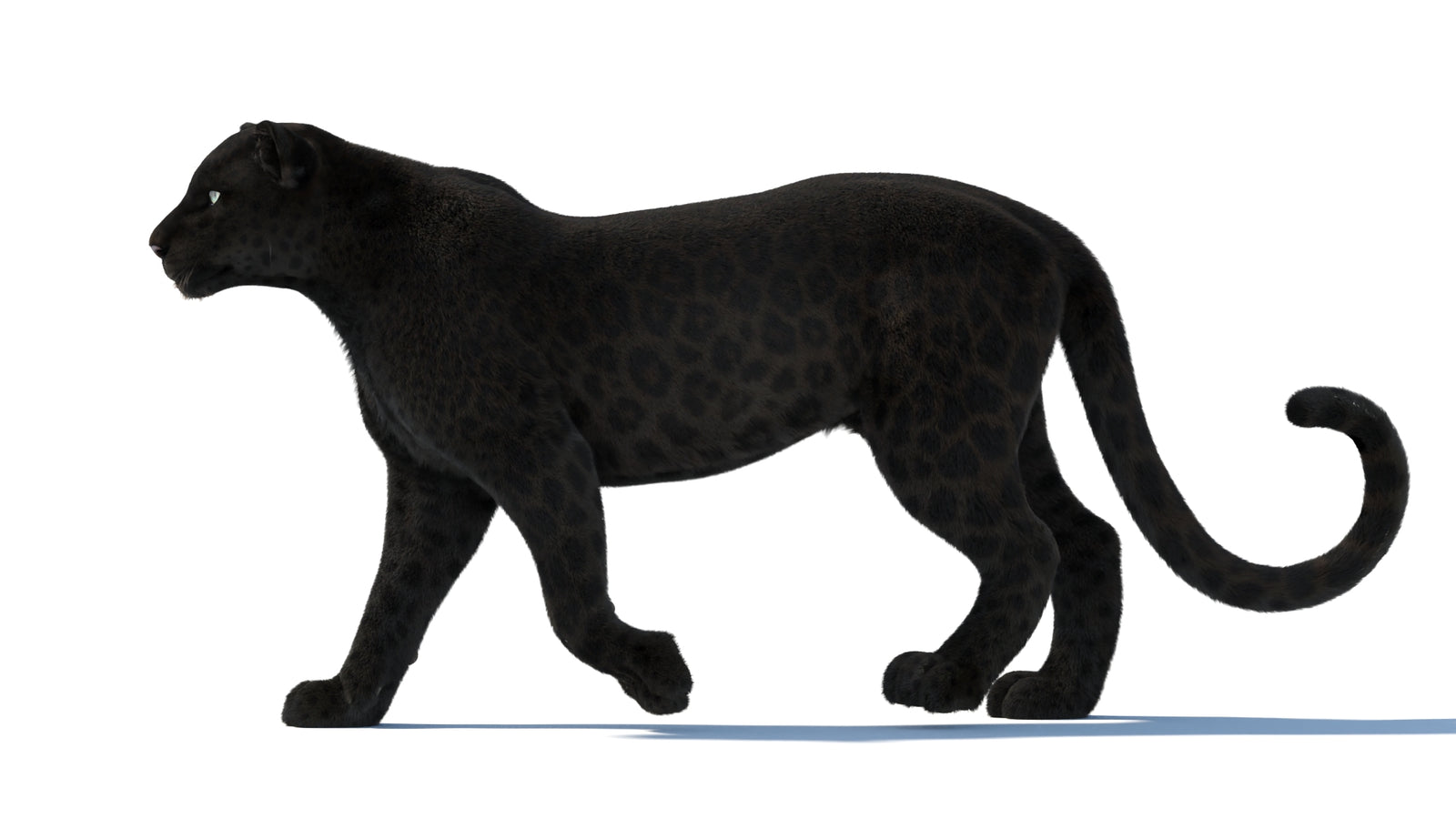 Black Panther 3D Model Rigged Fur 360° view 2 frame 1