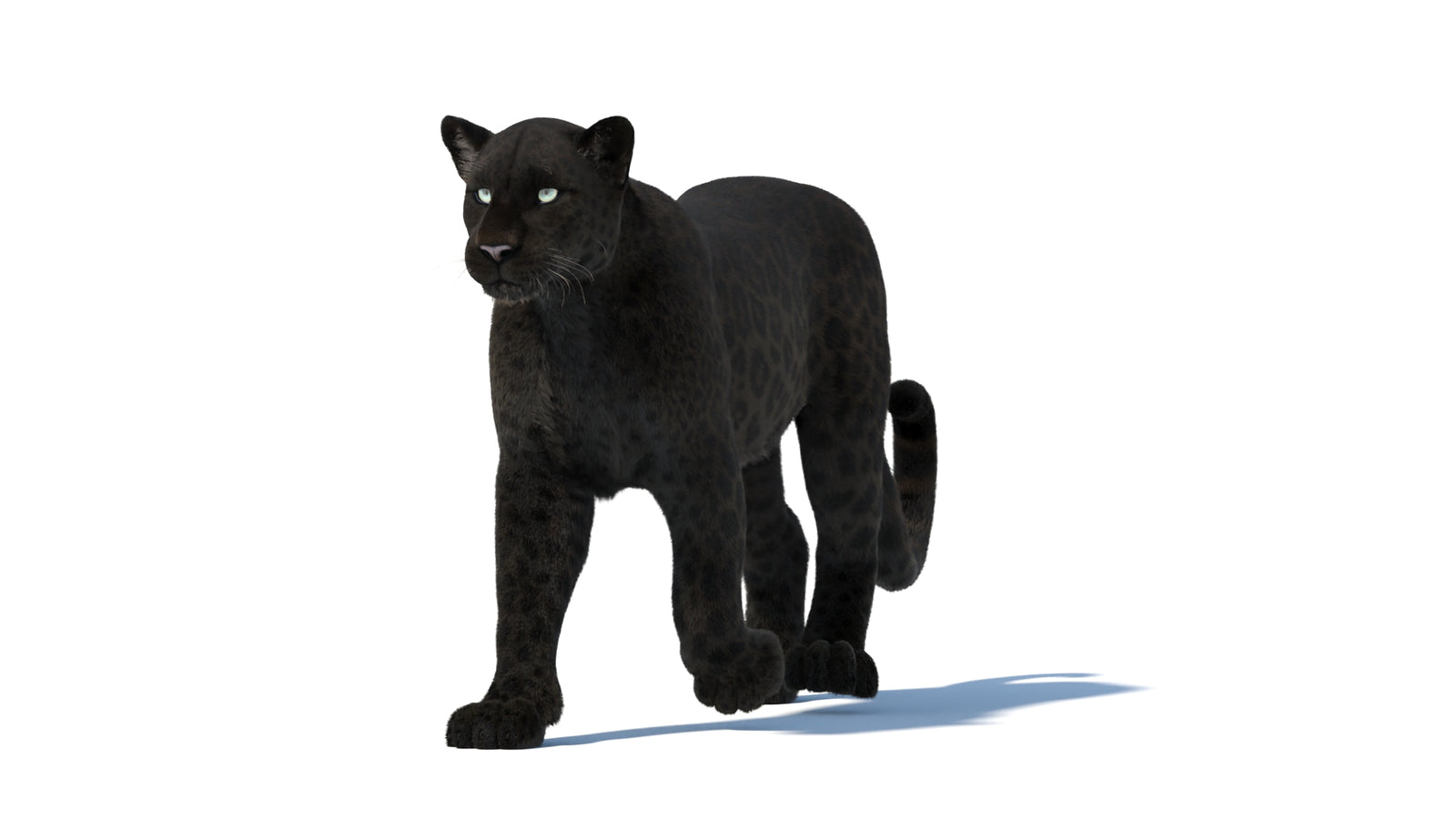 Black Panther 3D Model Rigged Fur 360° view 2 frame 7