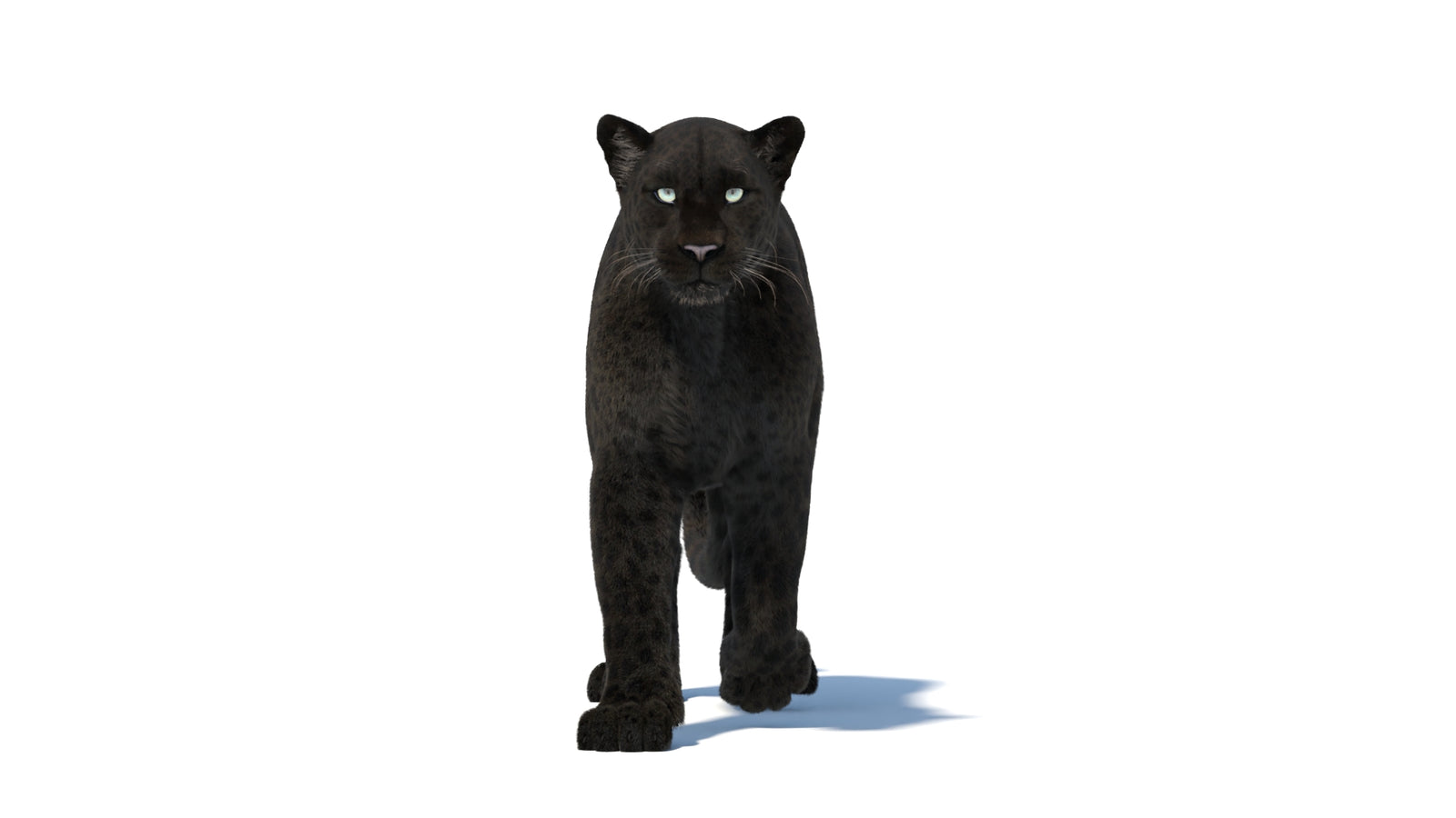 Black Panther 3D Model Rigged Fur 360° view 2 frame 9