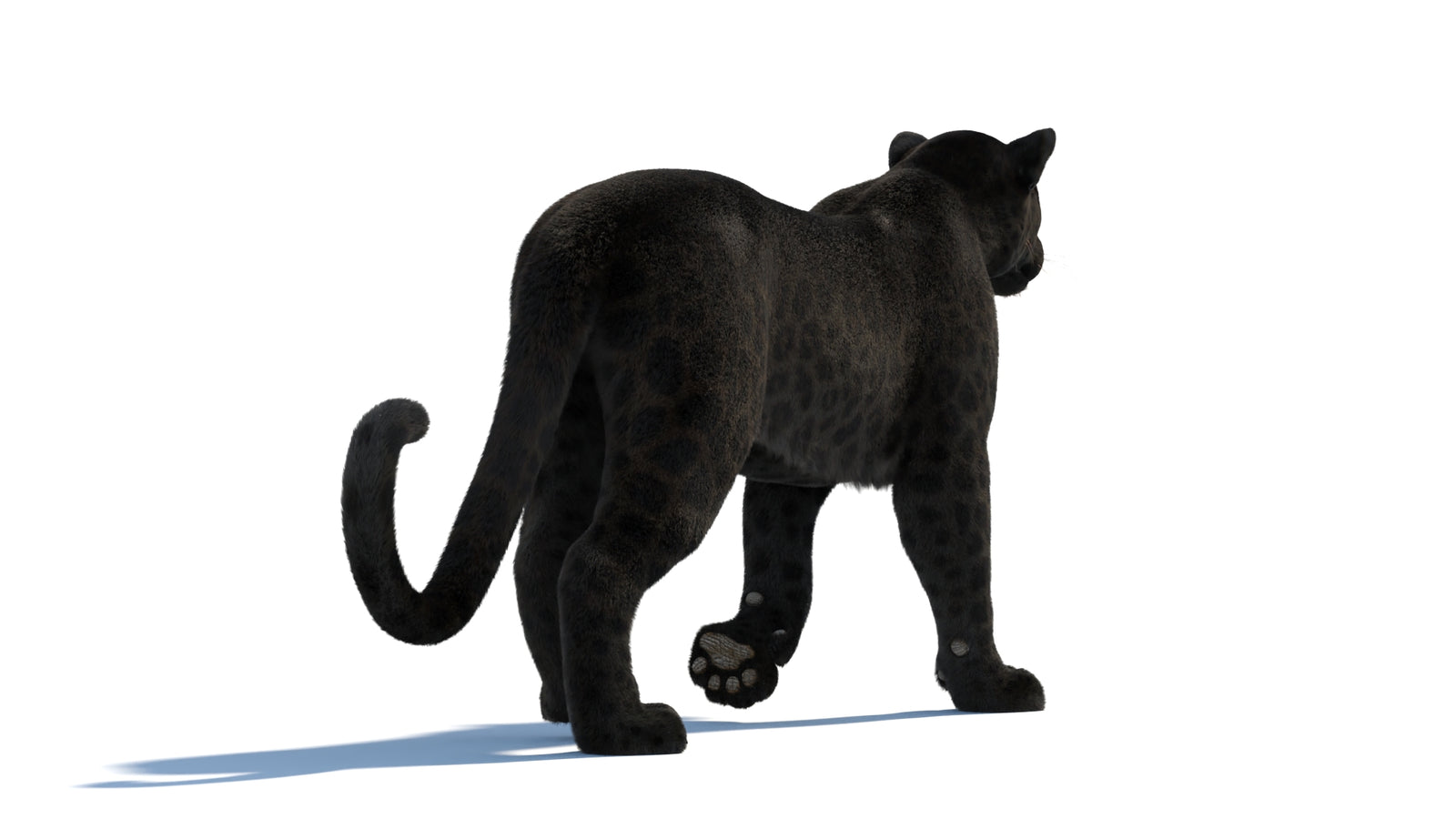 Black Panther 3D Model Rigged Fur 360° view 2 frame 24