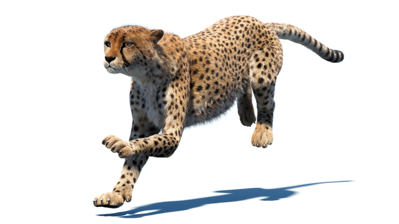 Animated Cheetah 3D Model Fur 360° view 4 frame 2