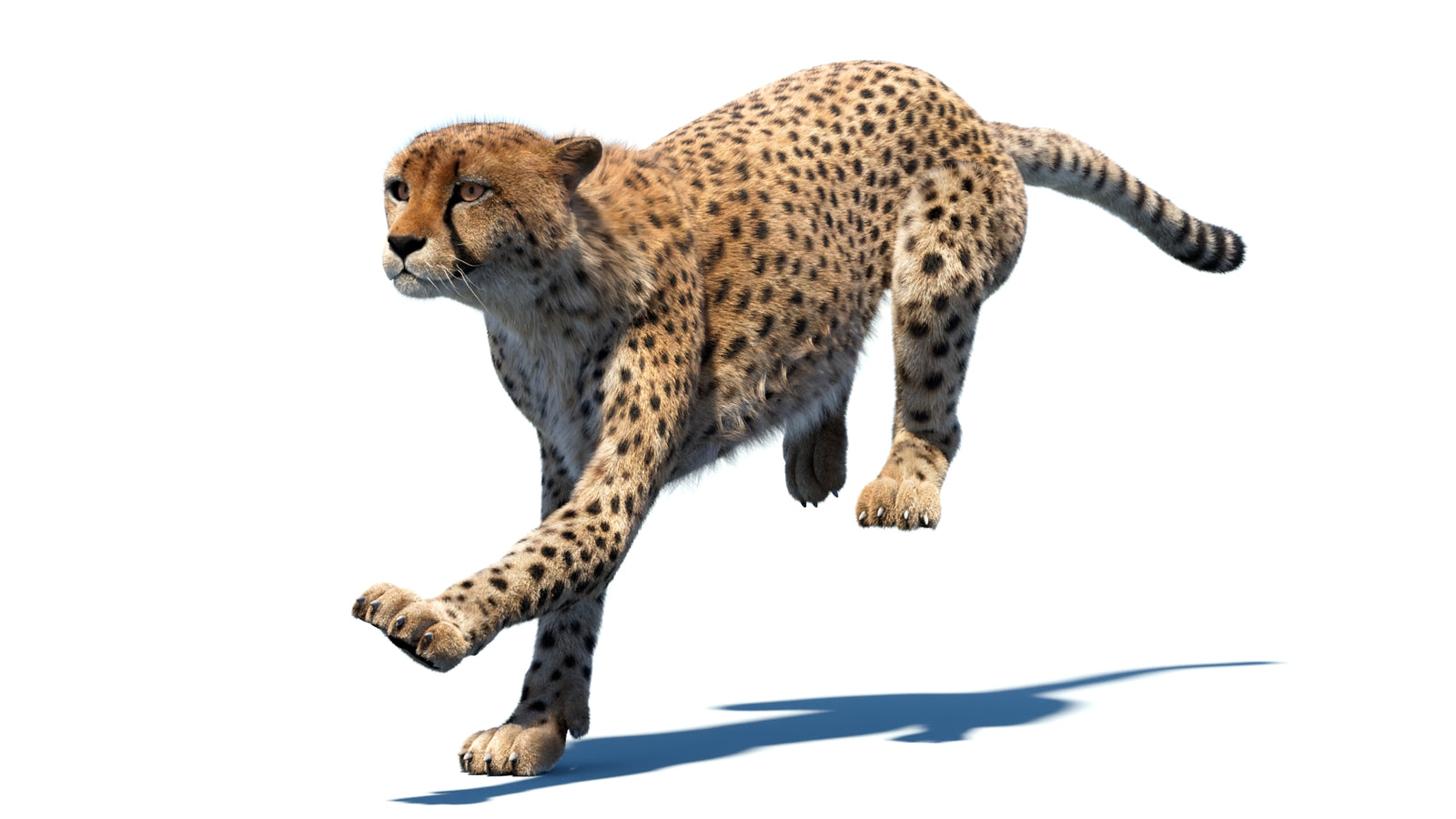 Animated Cheetah 3D Model Fur 360° view 4 frame 3
