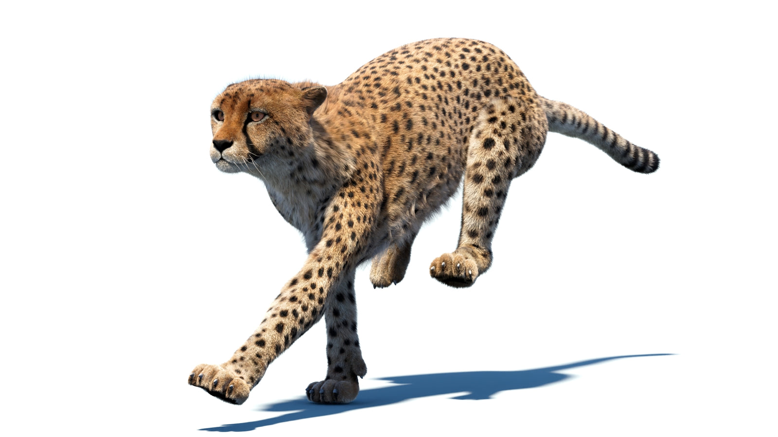 Animated Cheetah 3D Model Fur 360° view 4 frame 4