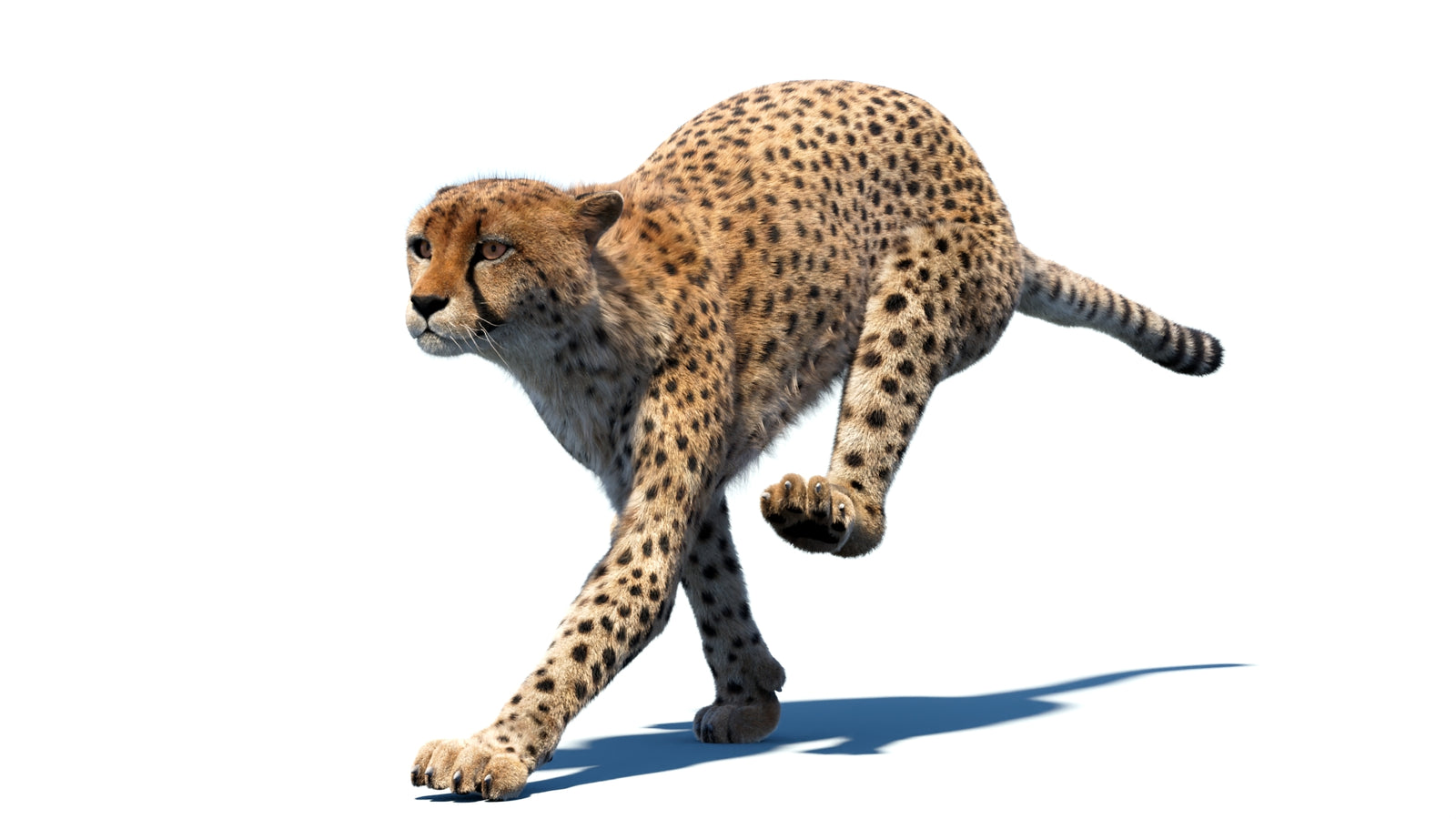 Animated Cheetah 3D Model Fur 360° view 4 frame 5