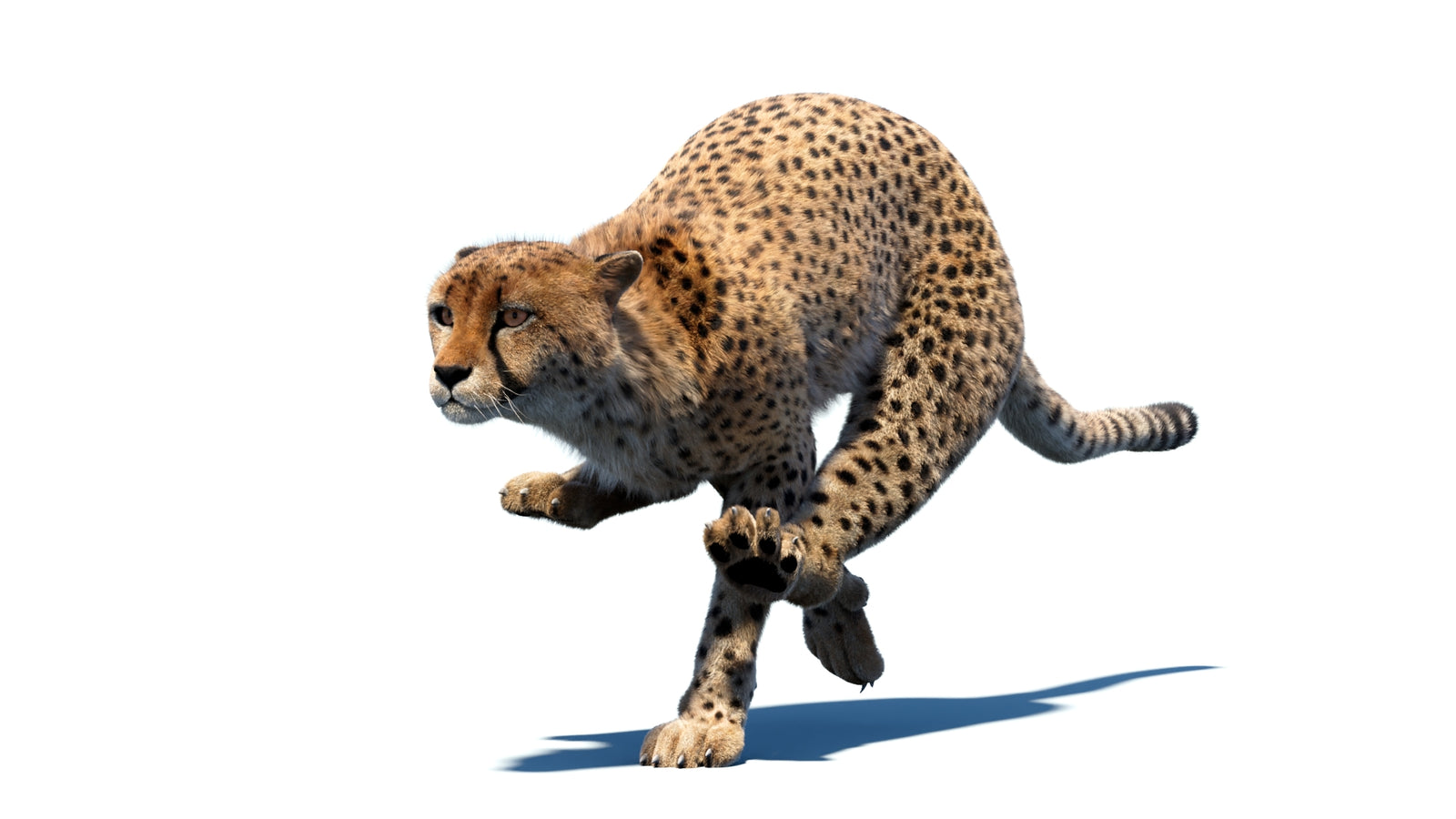 Animated Cheetah 3D Model Fur 360° view 4 frame 7
