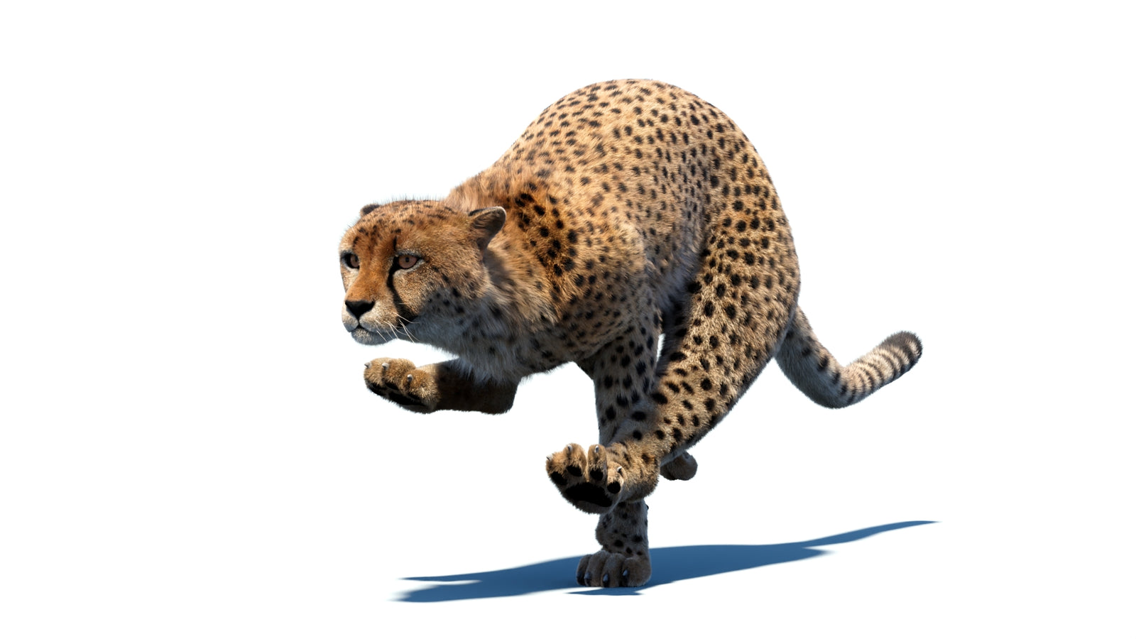 Animated Cheetah 3D Model Fur 360° view 4 frame 8