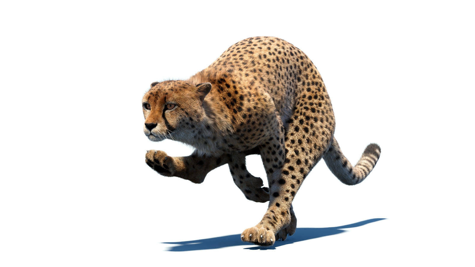 Animated Cheetah 3D Model Fur 360° view 4 frame 9