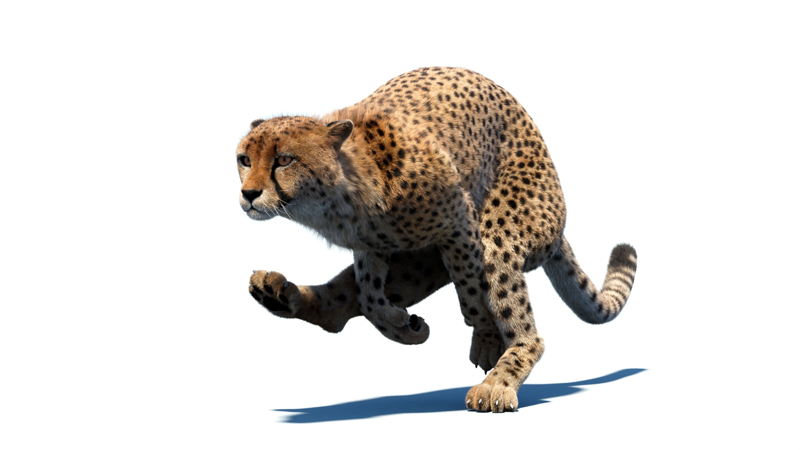 Animated Cheetah 3D Model Fur 360° view 4 frame 10