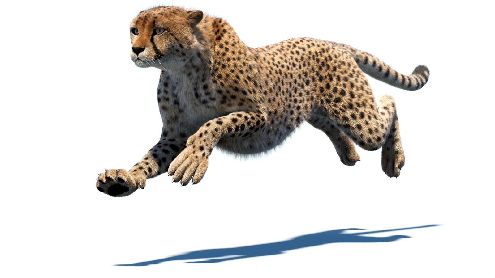 Animated Cheetah 3D Model Fur 360° view 4 frame 17