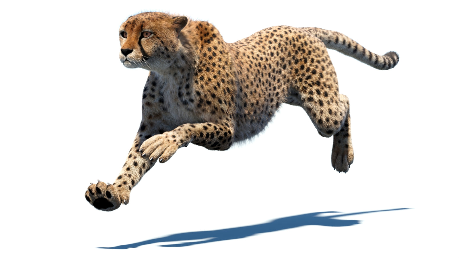 Animated Cheetah 3D Model Fur 360° view 4 frame 18