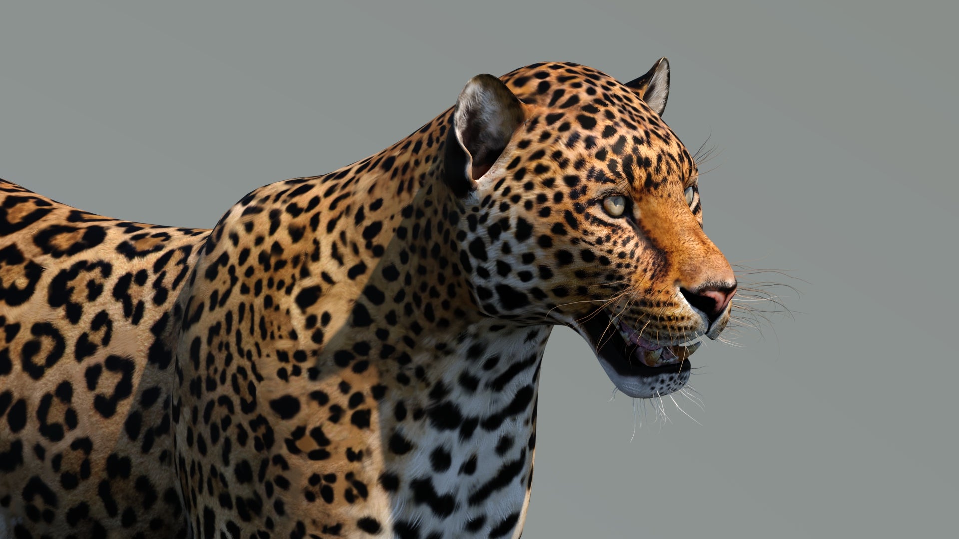 Realistic Leopard 3D Model Head Close Up for Download