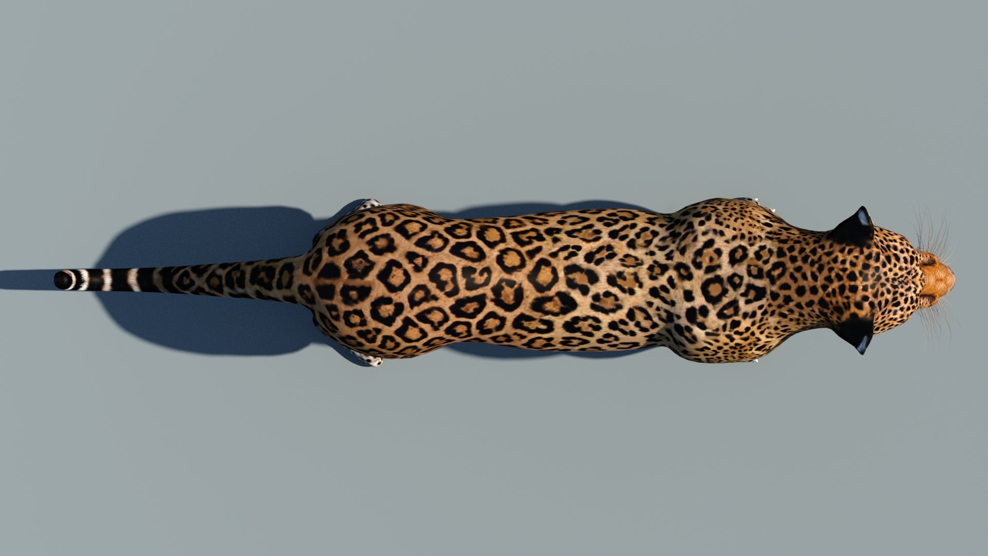 Realistic Leopard 3D Model Top View for Download