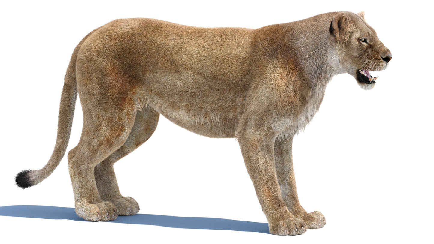 Realistic Lioness 3D Model with Fur for Download