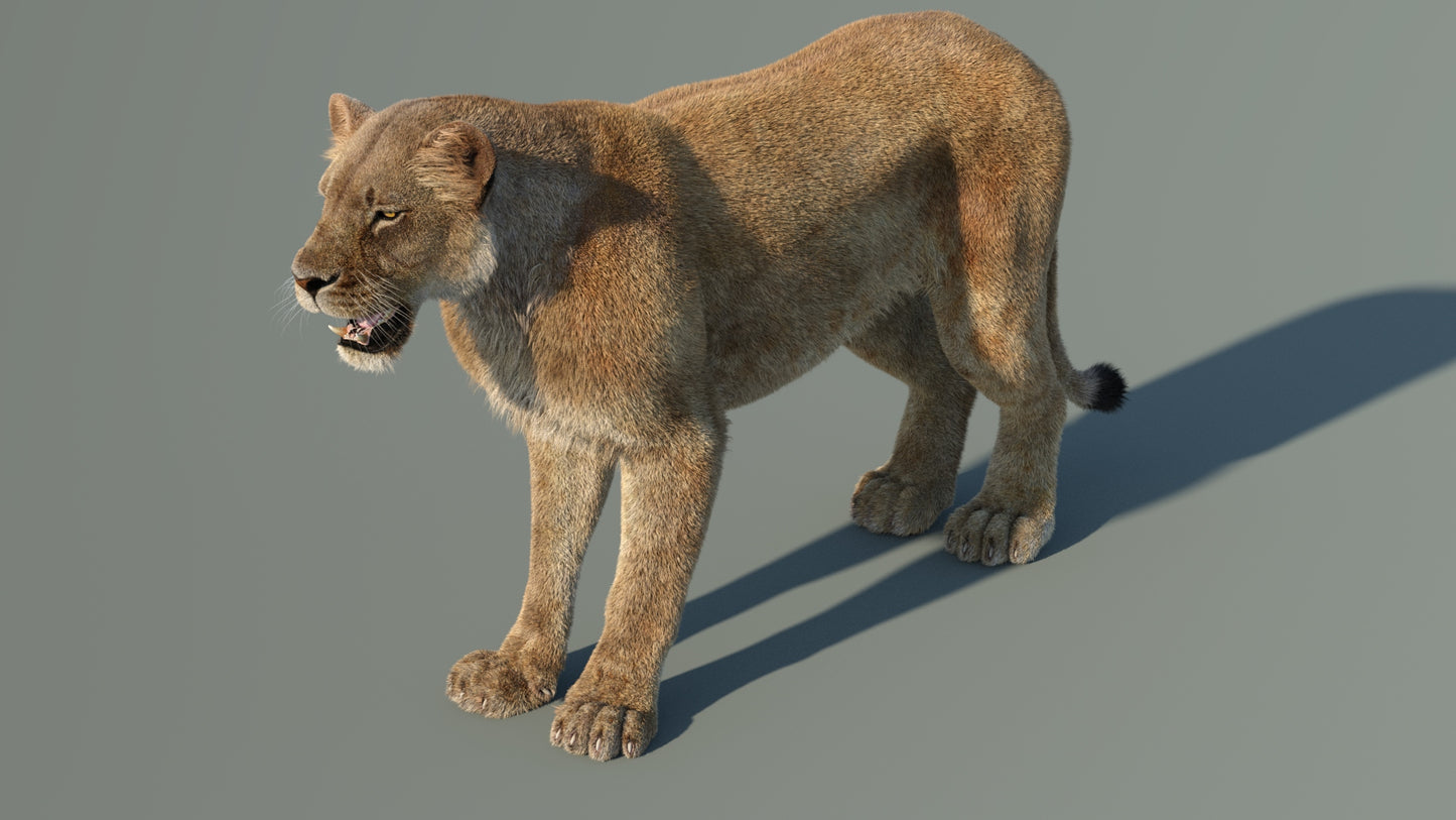 Realistic Lioness 3D Model with Fur for Film Project