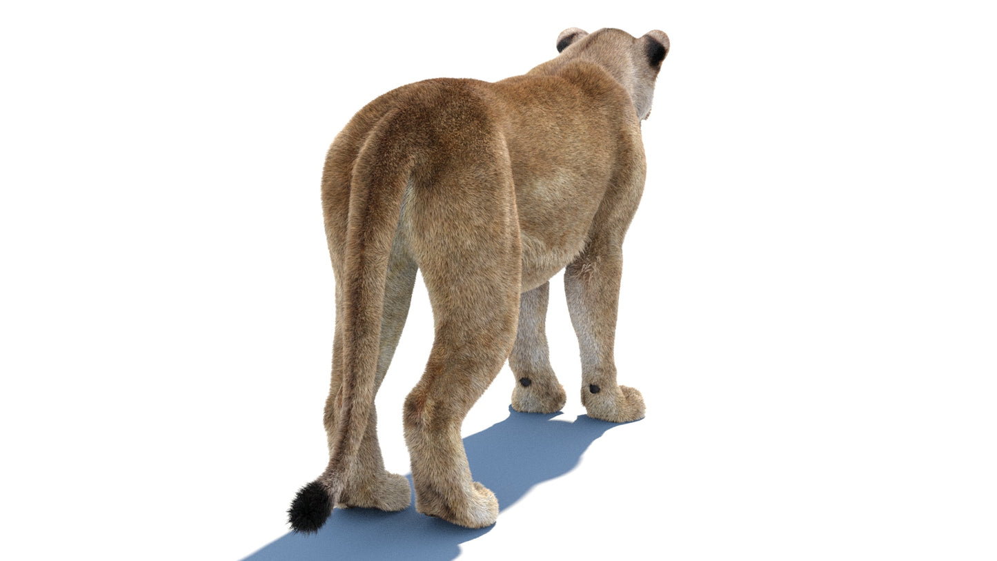 Realistic Lioness 3D Model with Fur for VFX