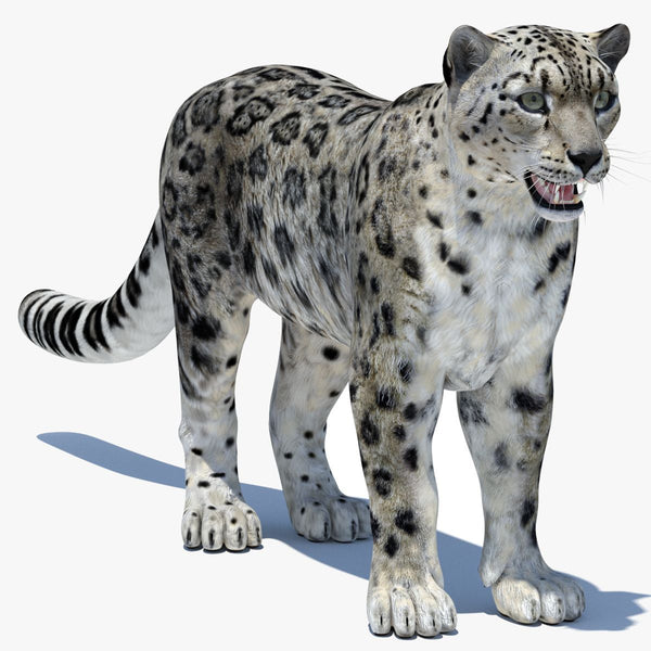 Realistic Snow Leopard 3D Model