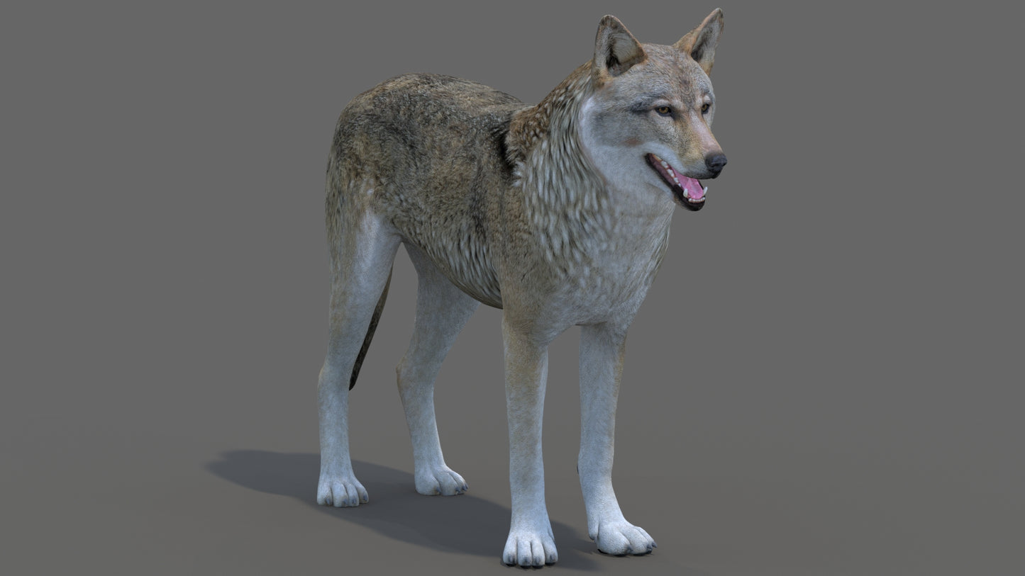 Red Wolf 3D Model for Download
