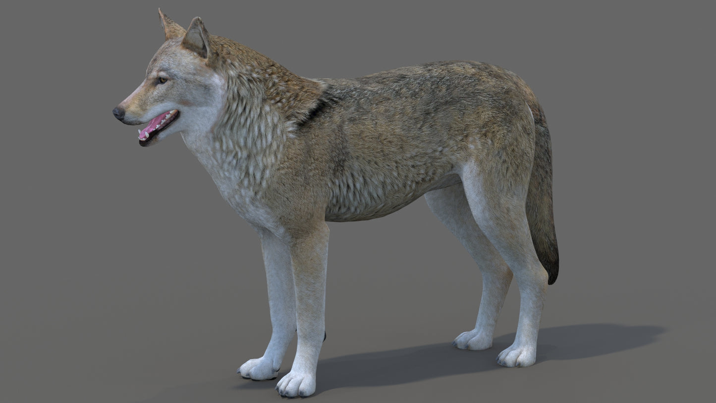 Red Wolf 3D Model