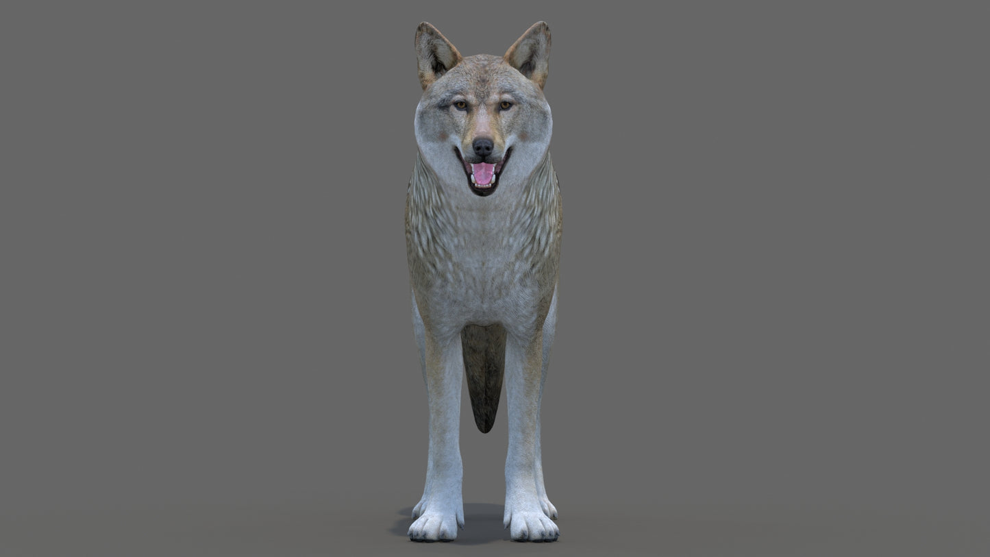 Realistic Red Wolf 3D Model