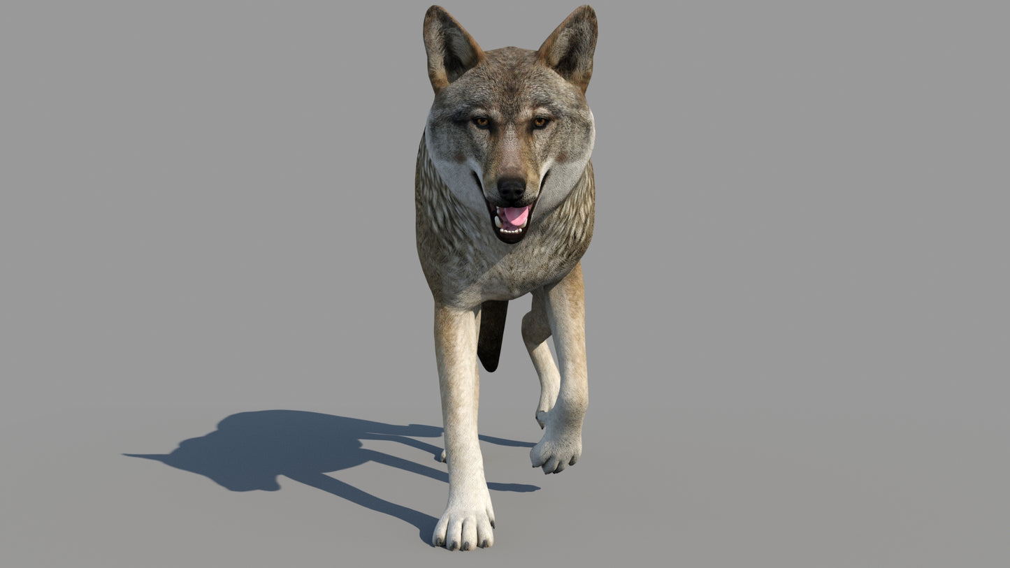 Red Wolf 3d Model Animated