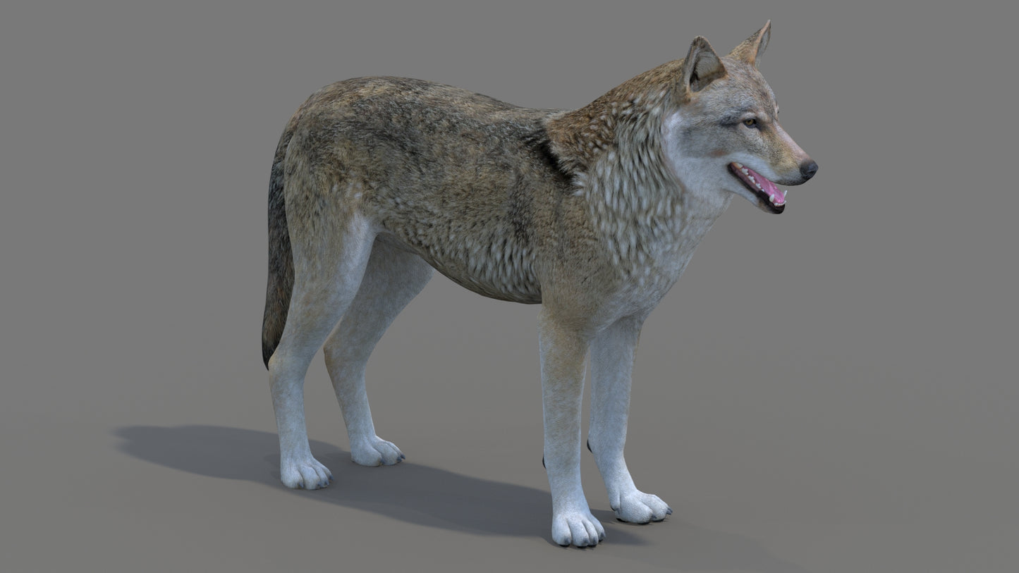Red Wolf 3D Model