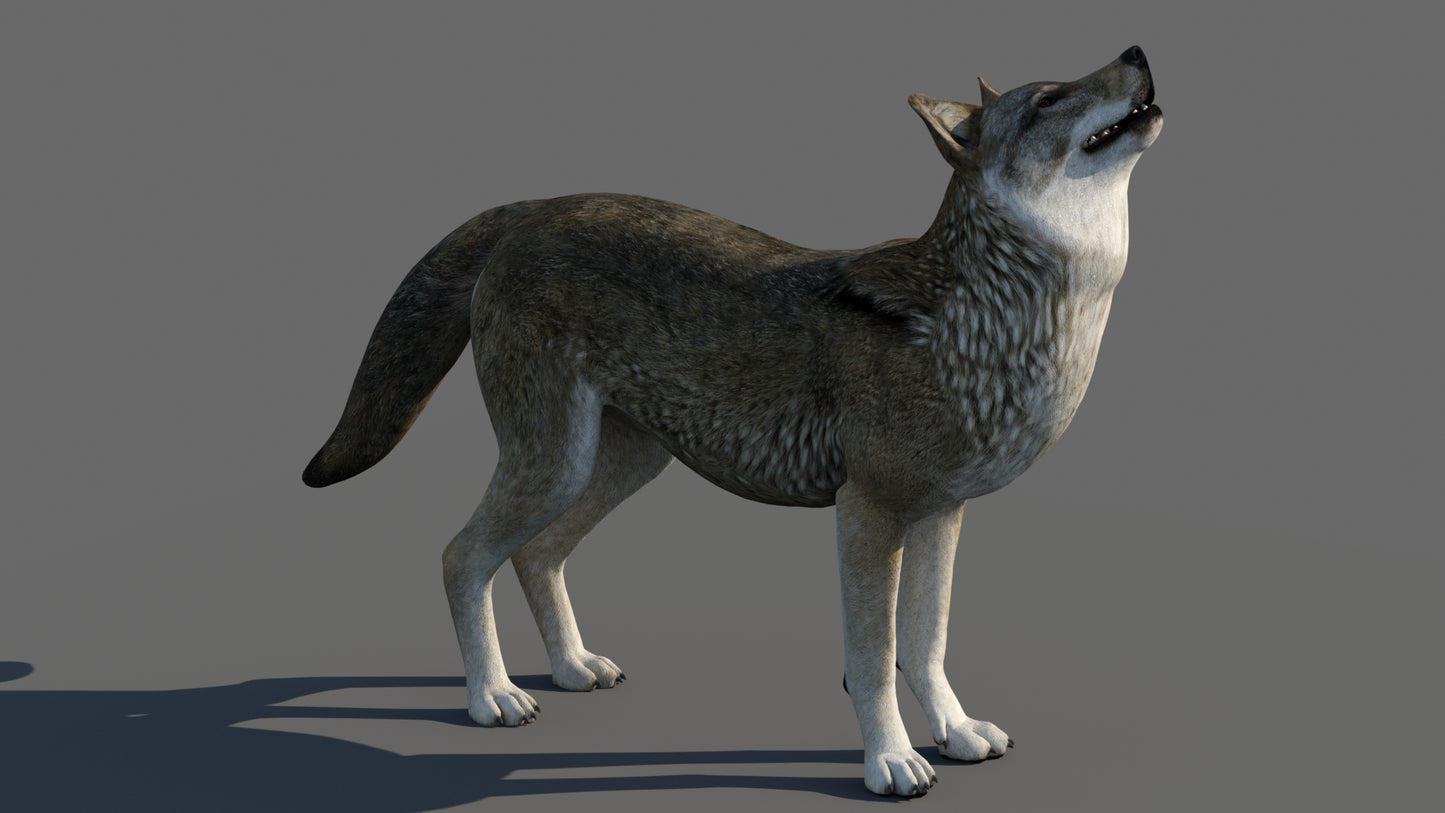 Red Wolf 3d Model Animated