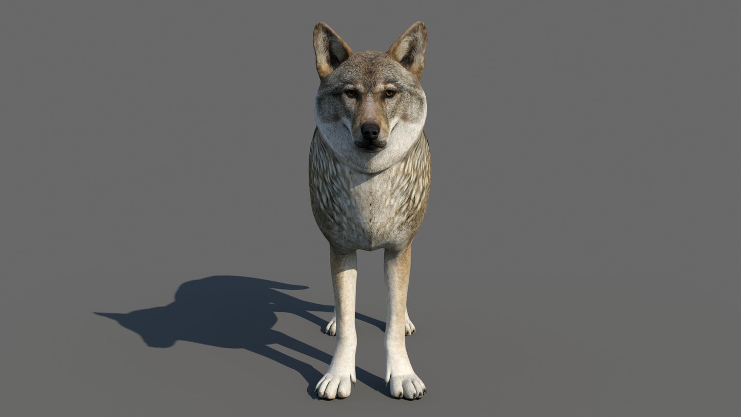 Red Wolf 3d Model Animated
