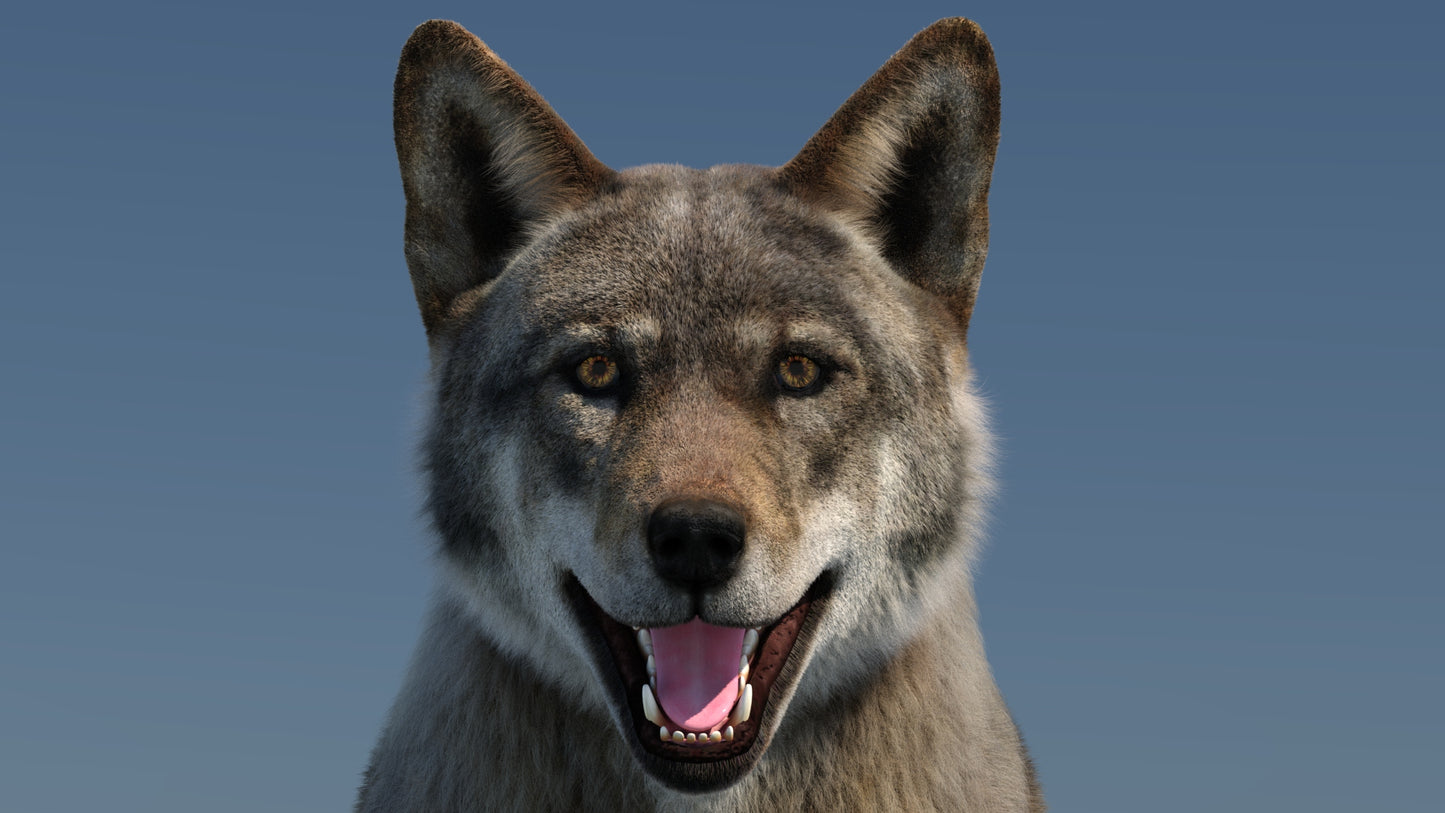 Animated Red Wolf 3D Model Fur