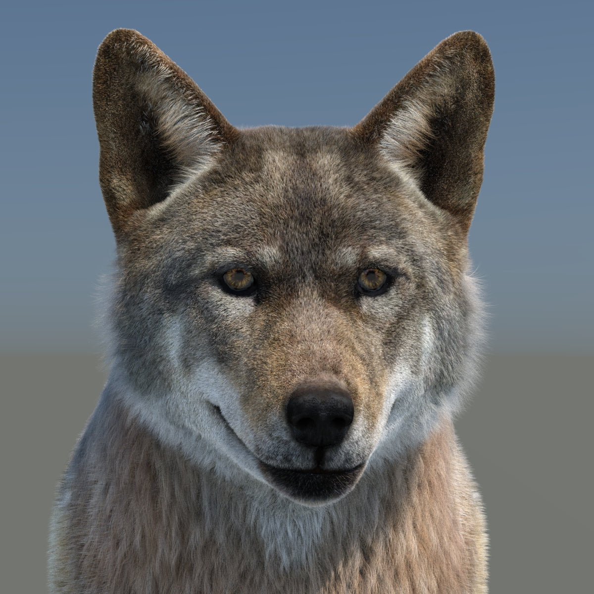 Animated Red Wolf 3D Model Fur
