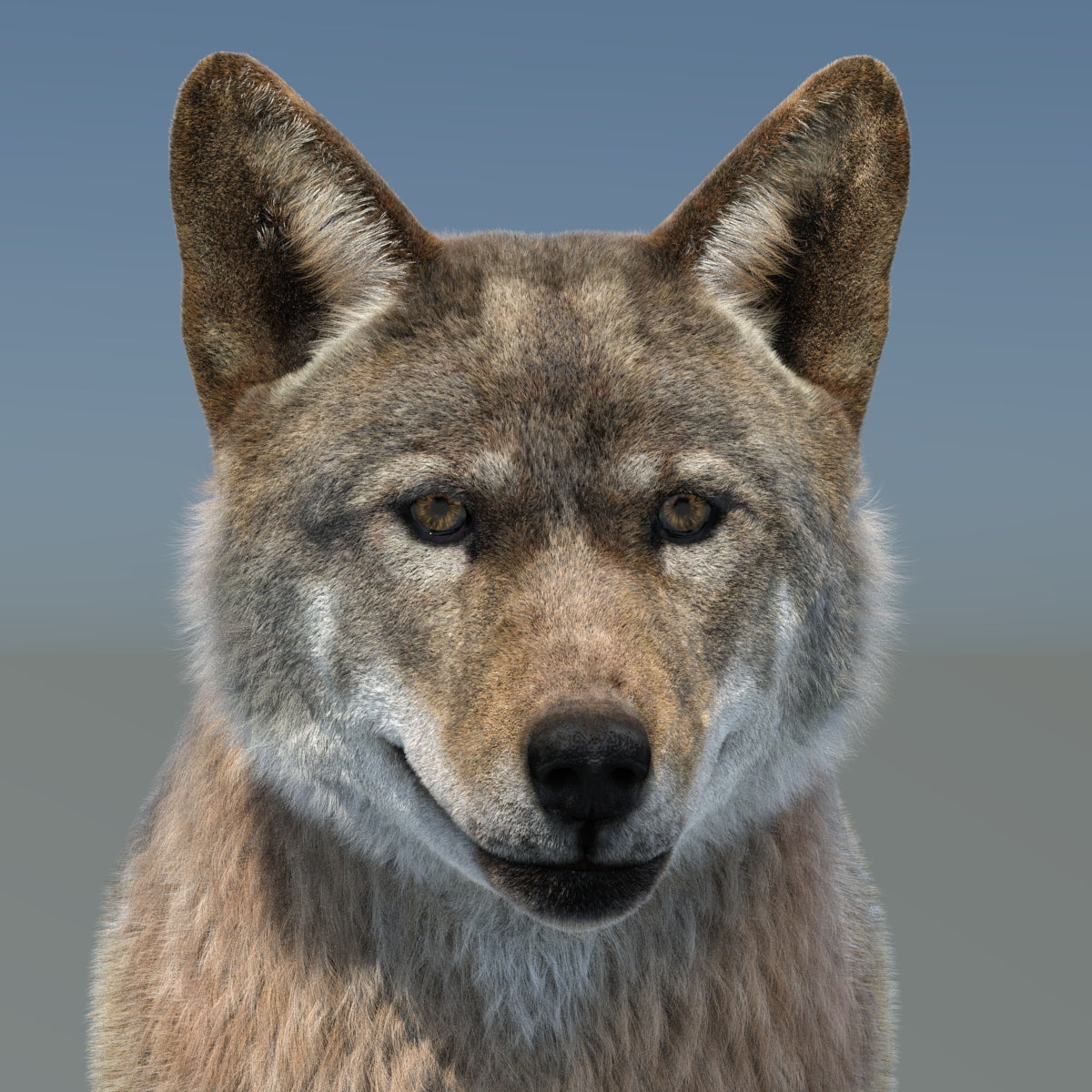Animated Red Wolf 3D Model Fur
