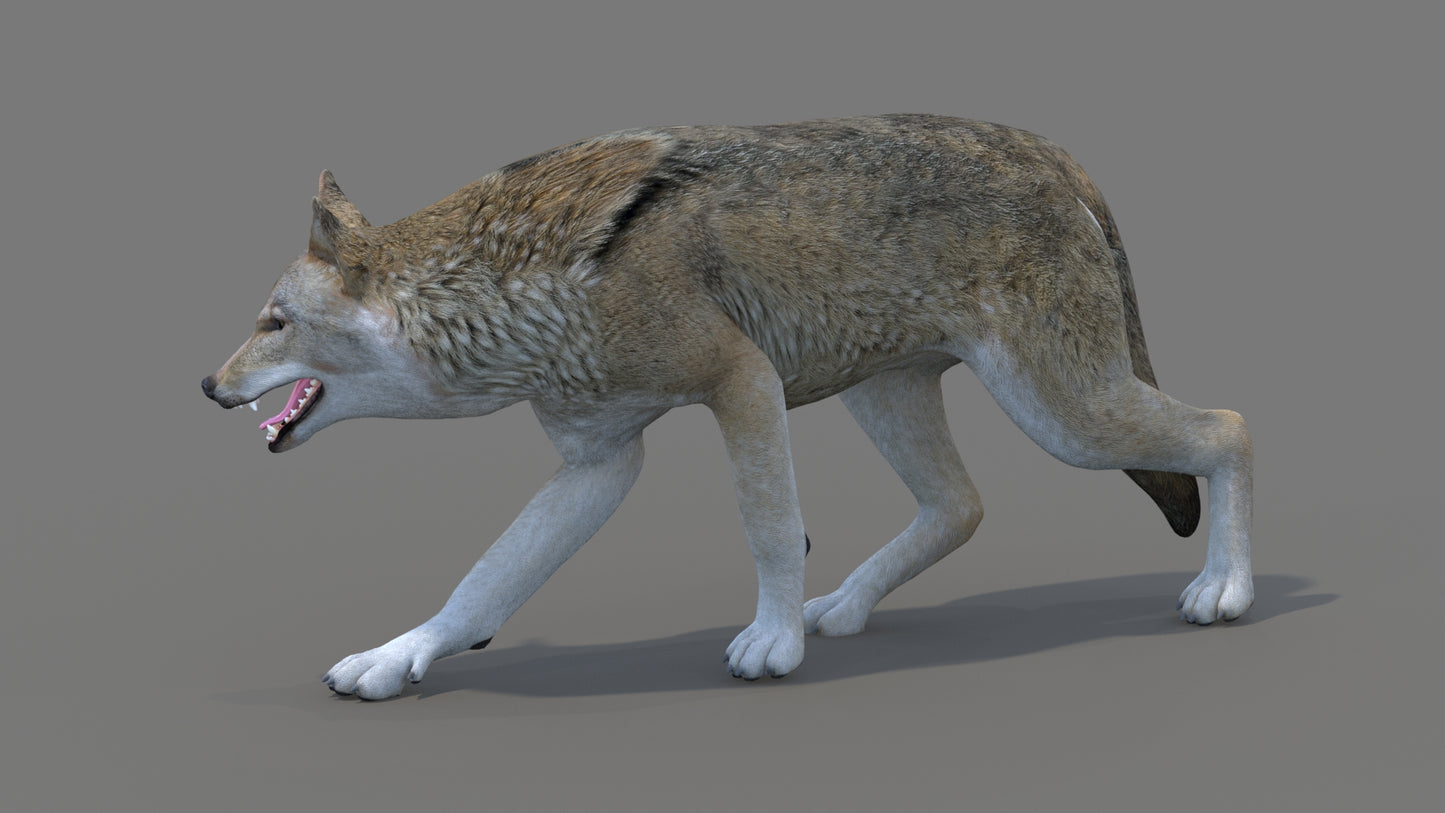 Red Wolf 3D Model Rigged