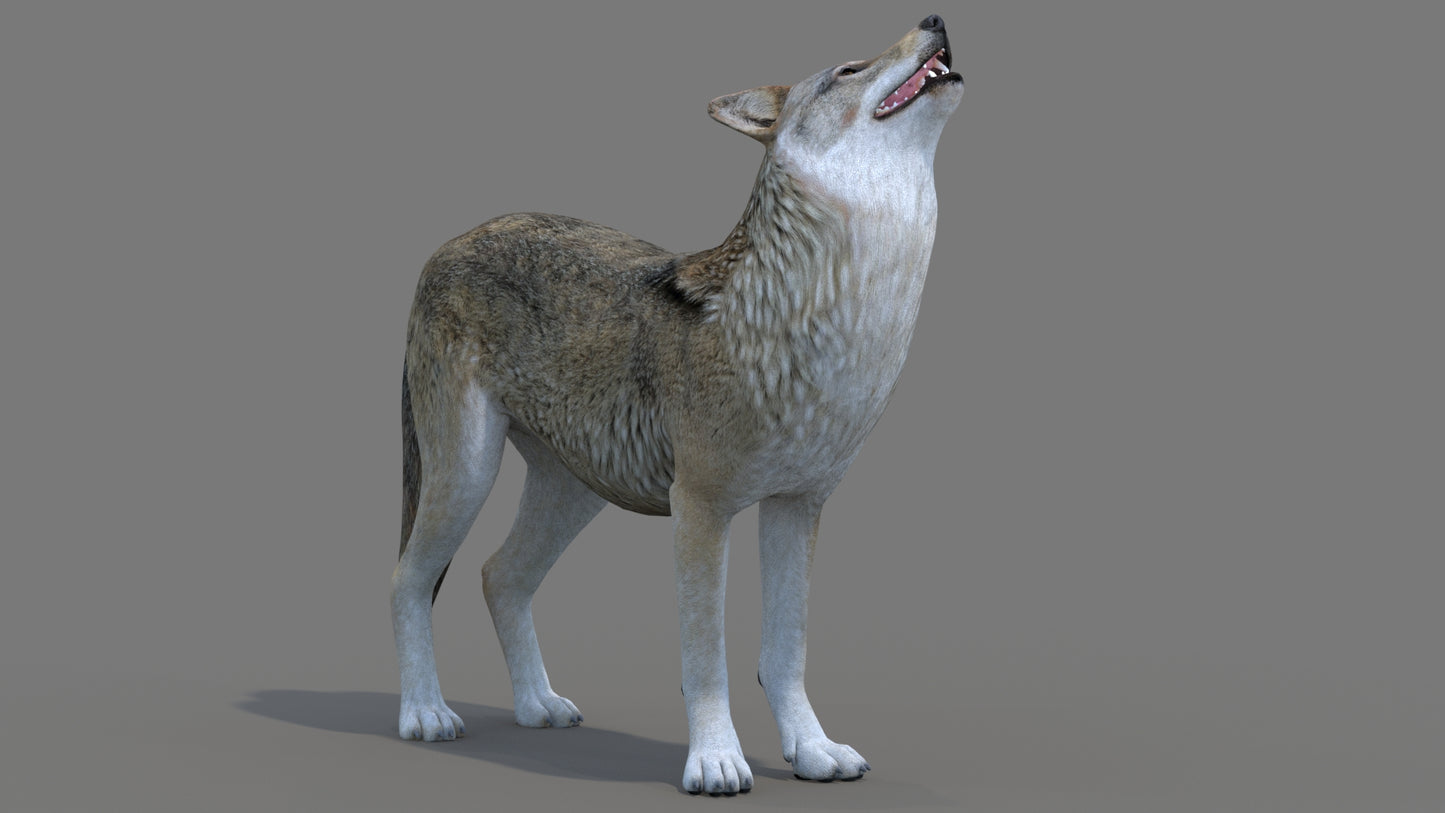 Red Wolf 3D Model Rigged
