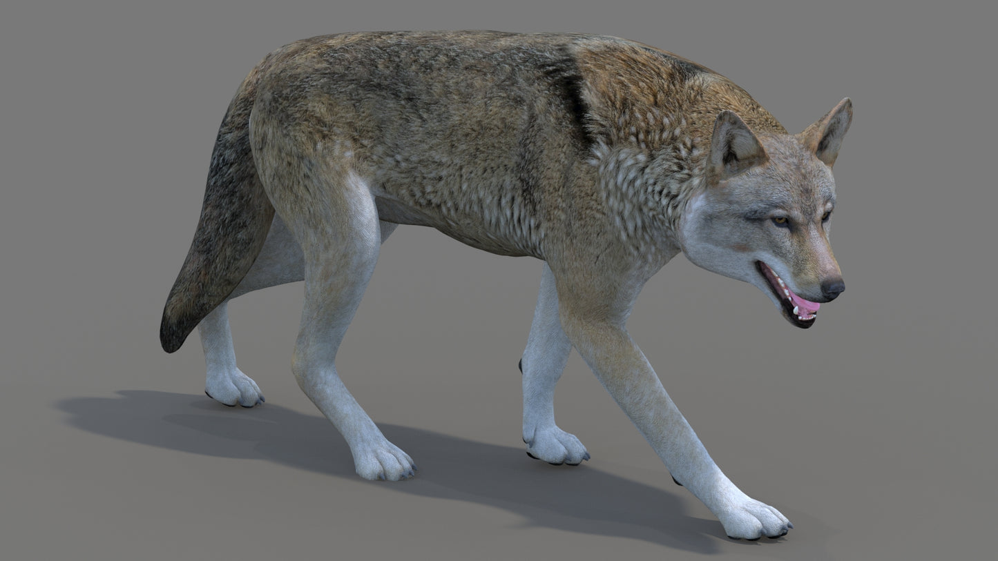 Red Wolf 3D Model Rigged