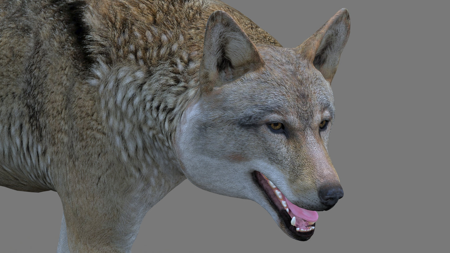 Red Wolf 3D Model Rigged