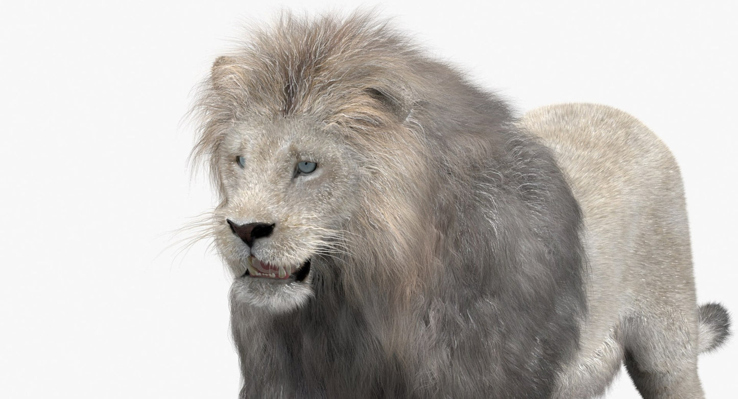Animated White Lion Fur 3D Model