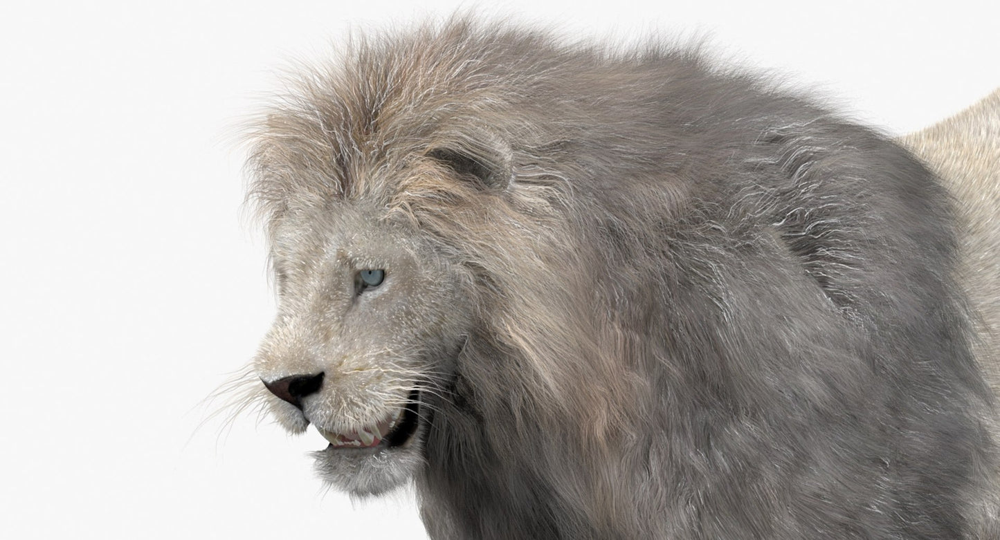 Animated White Lion Fur 3D Model