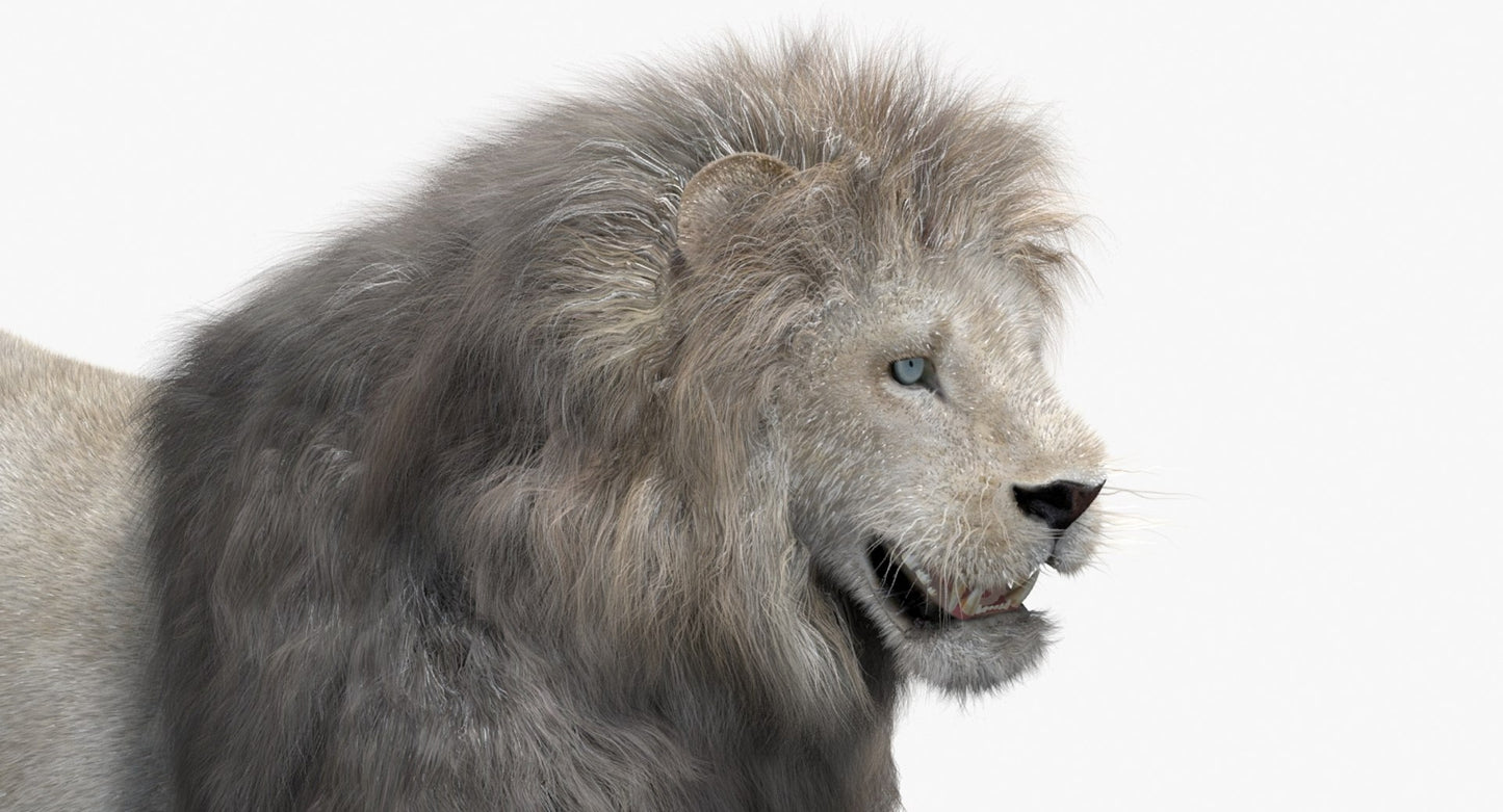 Animated White Lion Fur 3D Model