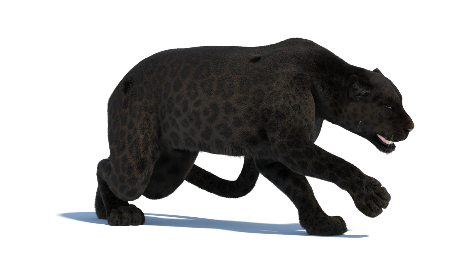 Black Panther 3D Model Rigged Fur 360° view 3 frame 14