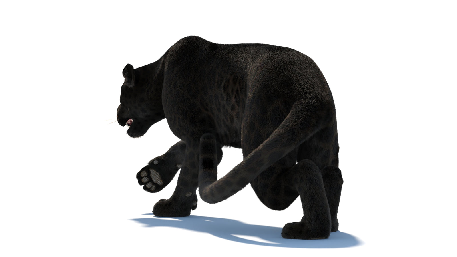 Black Panther 3D Model Rigged Fur 360° view 3 frame 30