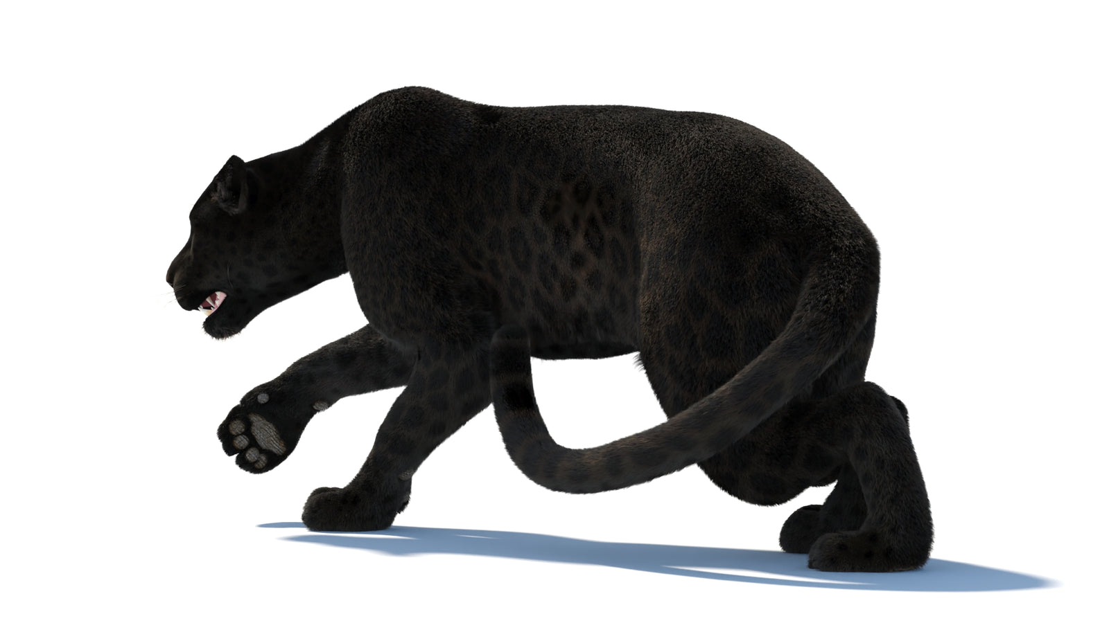 Black Panther 3D Model Rigged Fur 360° view 3 frame 32