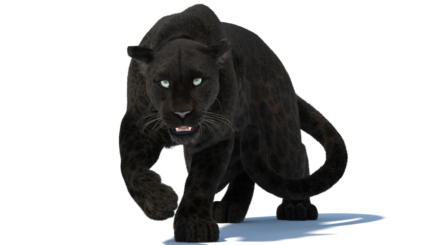 Rigged Black Panther 3D Model with Fur
