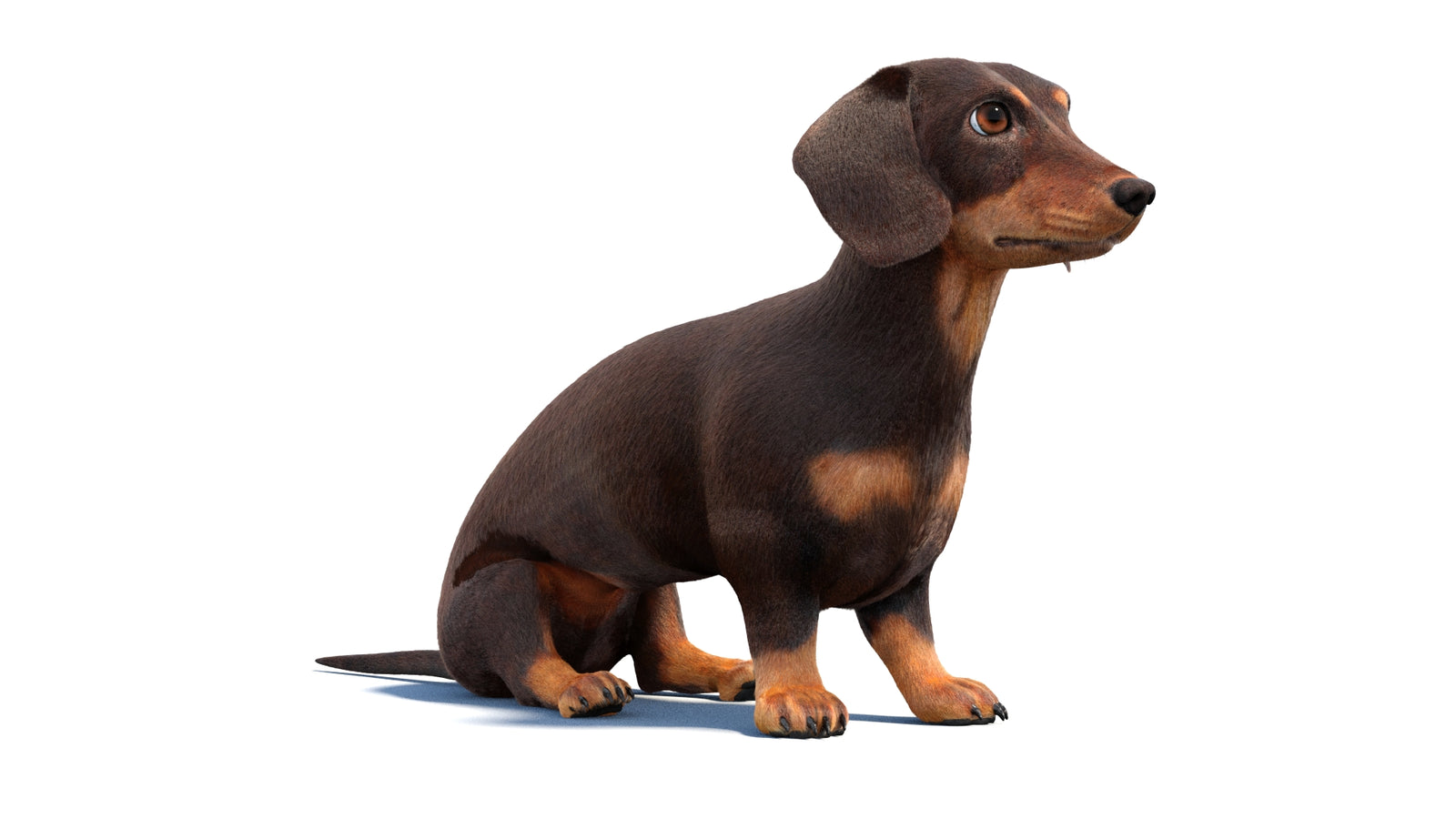 Rigged Dachshund Dog 3D Model Fur 360° view 1 frame 2