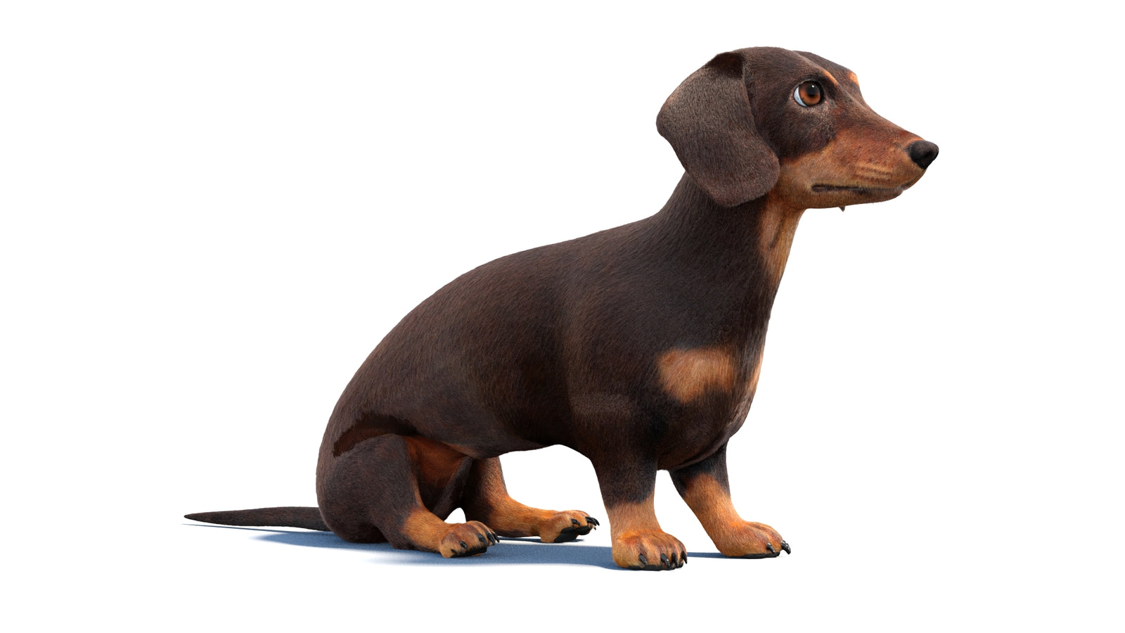 Rigged Dachshund Dog 3D Model Fur 360° view 1 frame 3
