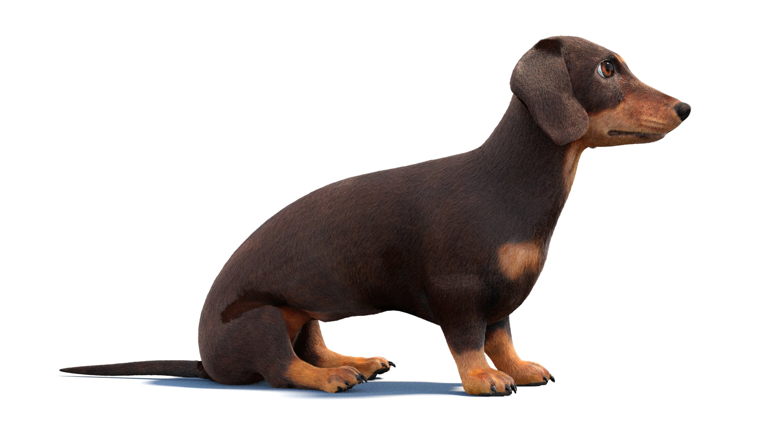 Rigged Dachshund Dog 3D Model Fur 360° view 1 frame 5