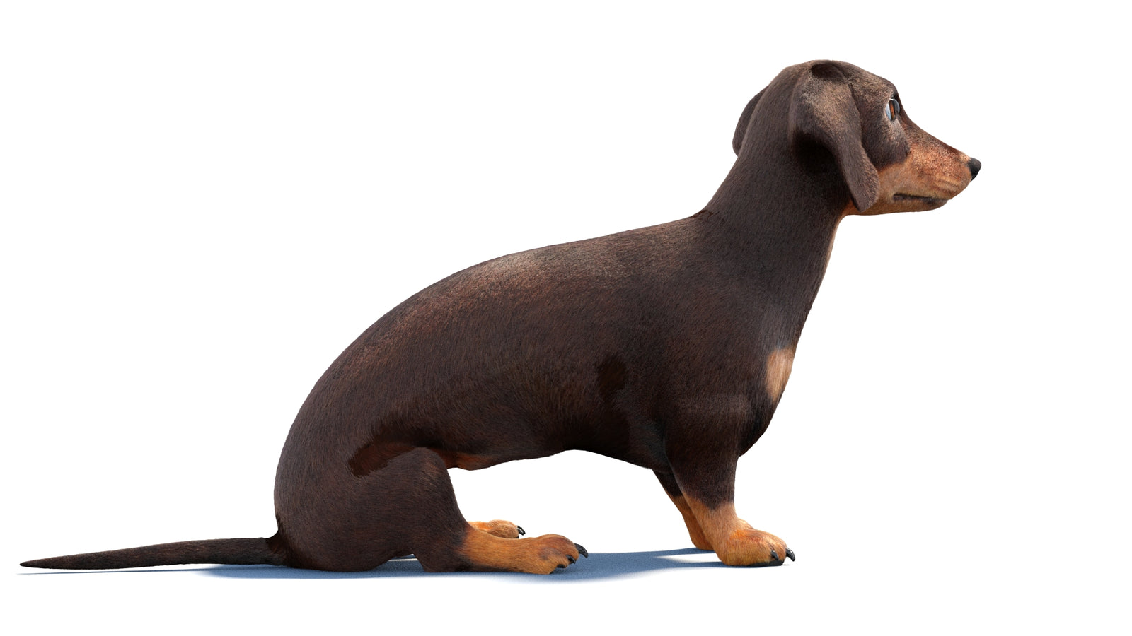 Rigged Dachshund Dog 3D Model Fur 360° view 1 frame 8