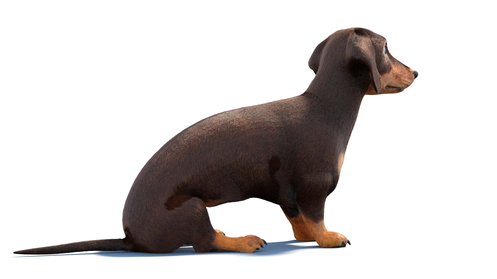Rigged Dachshund Dog 3D Model Fur 360° view 1 frame 9