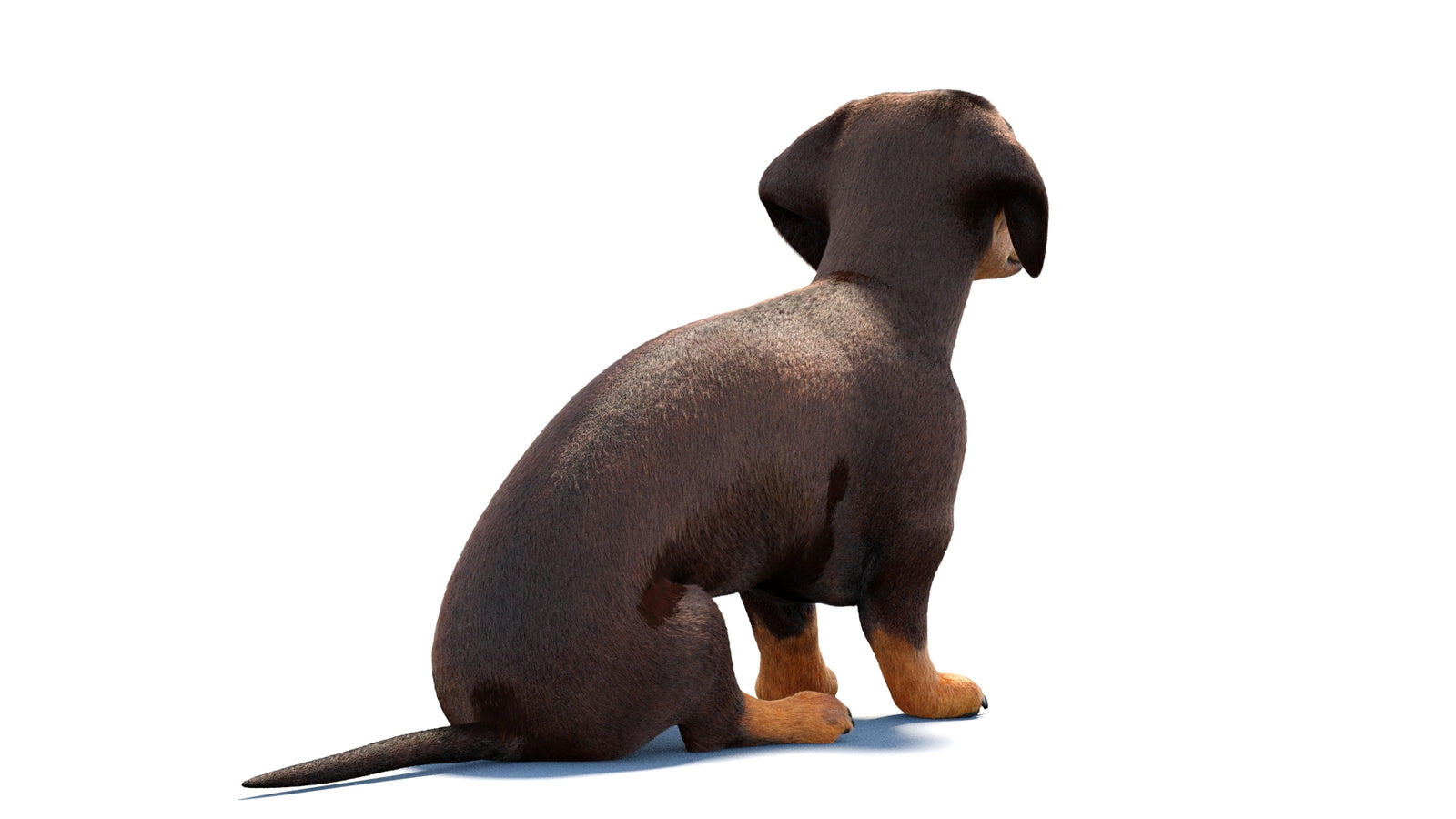 Rigged Dachshund Dog 3D Model Fur 360° view 1 frame 12