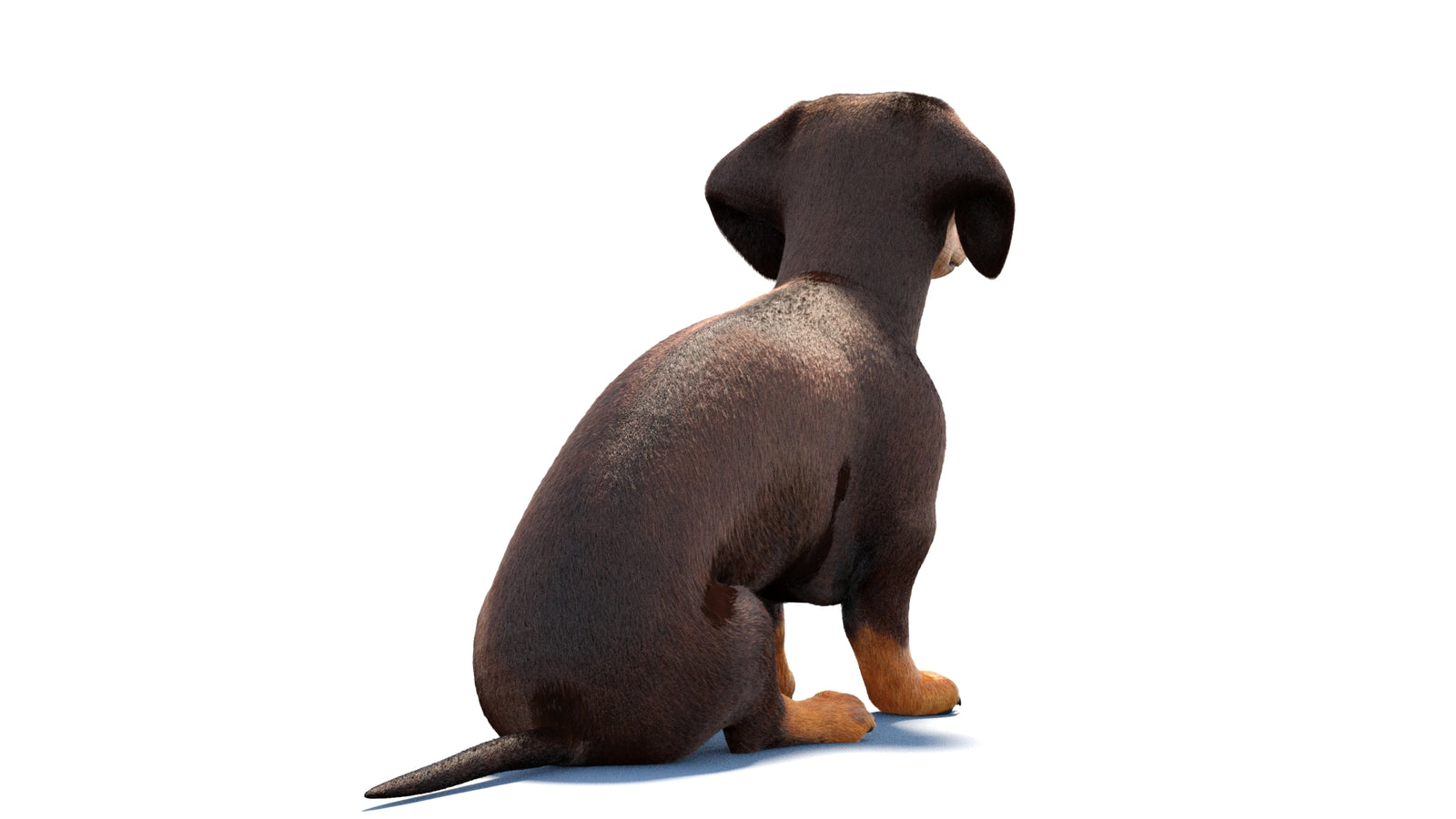 Rigged Dachshund Dog 3D Model Fur 360° view 1 frame 13