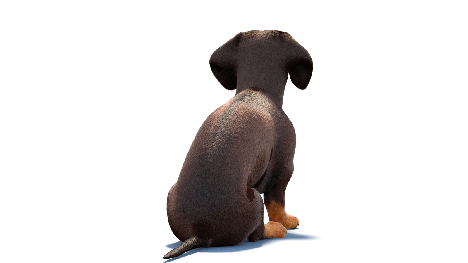 Rigged Dachshund Dog 3D Model Fur 360° view 1 frame 14