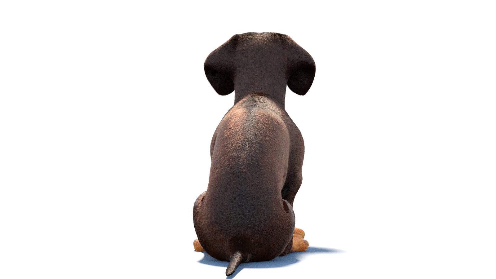 Rigged Dachshund Dog 3D Model Fur 360° view 1 frame 15